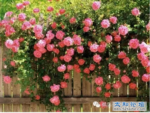 QQ截图20150720154205.png
