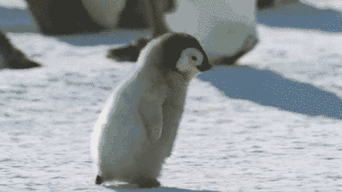 a7e040e435eed0e5caa703d48eb8ef1f.gif
