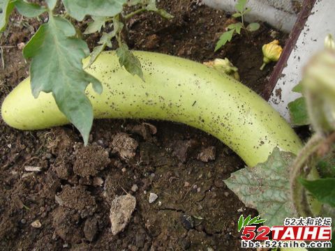 菜园2.jpg